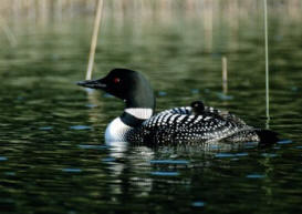 loon